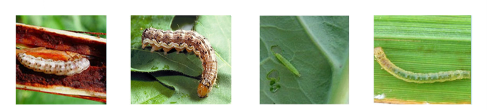 diamondback moth diamondback moth
