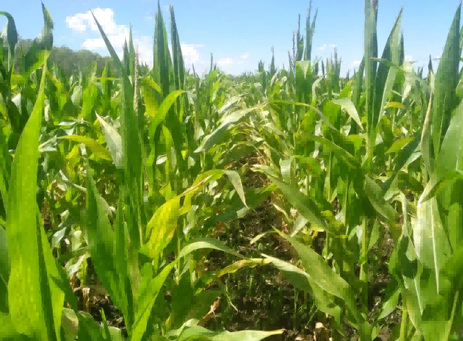 food crop pests-1