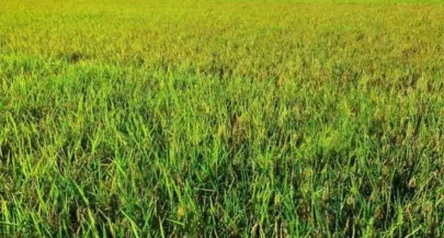 food crop pests