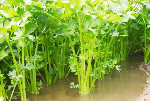 celery damping-off1 celery damping-off1