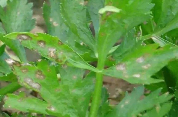 Celery Phyllosticta leaf spot 1 Celery Phyllosticta leaf spot 1