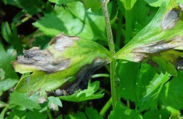Celery Phyllosticta leaf spot 2 Celery Phyllosticta leaf spot 2
