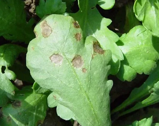 Celery Phyllosticta leaf spot 3 Celery Phyllosticta leaf spot 3
