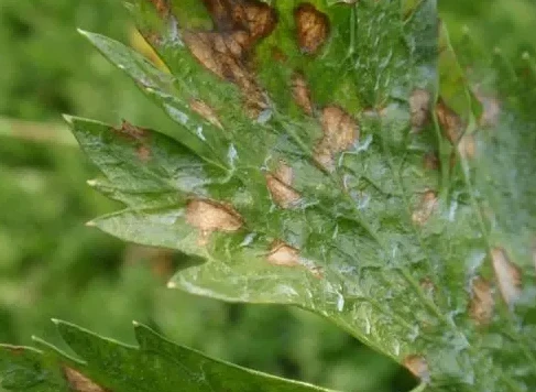 Celery Phyllosticta leaf spot 4 Celery Phyllosticta leaf spot 4