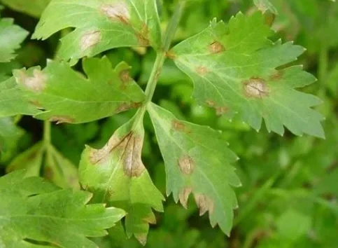 Celery Phyllosticta leaf spot 6 Celery Phyllosticta leaf spot 6