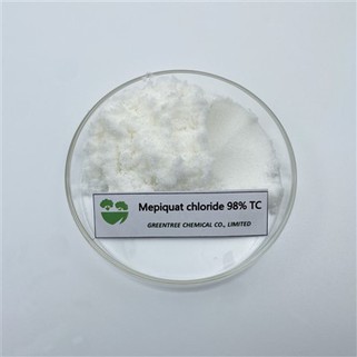 CAS NO. 24307-26-4 cloruro di mepiquat ritardante della crescita delle piante al 98% nelle piante di cotone