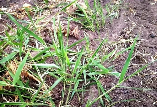Reed grass control Reed grass control