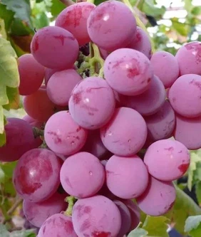 What does ethephon do to grapes? What does ethephon do to grapes?