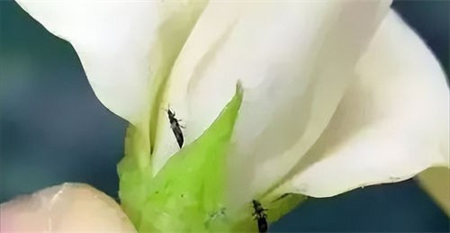 thrips thrips