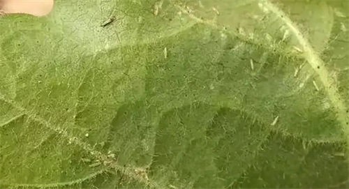 thrips thrips