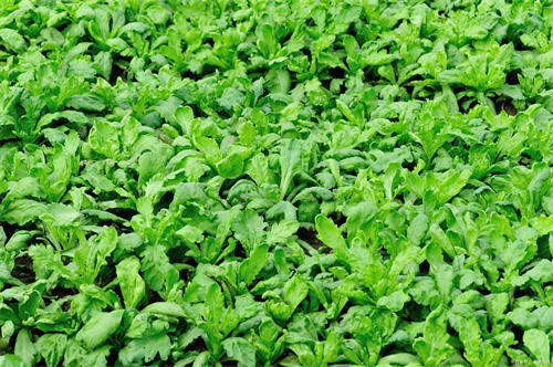 Deltamethrin Deltamethrin